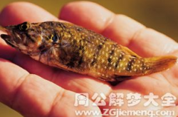 梦见鱼咬人,鱼咬人的寓意与启示