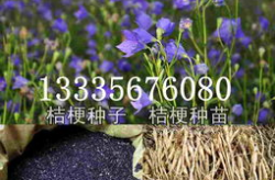 桔梗种子,桔梗种子繁殖技术及种植要点